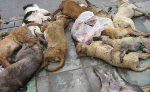 Gobierno pretende matar perros al estilo nazi (Chile) 1209090510_perros_china_shaanxi2