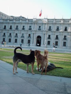 Gobierno pretende matar perros al estilo nazi (Chile) Perro-moneda